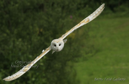 Barn Owl photographs by Betty Fold Gallery